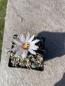 Preview: Turbinicarpus macrochele